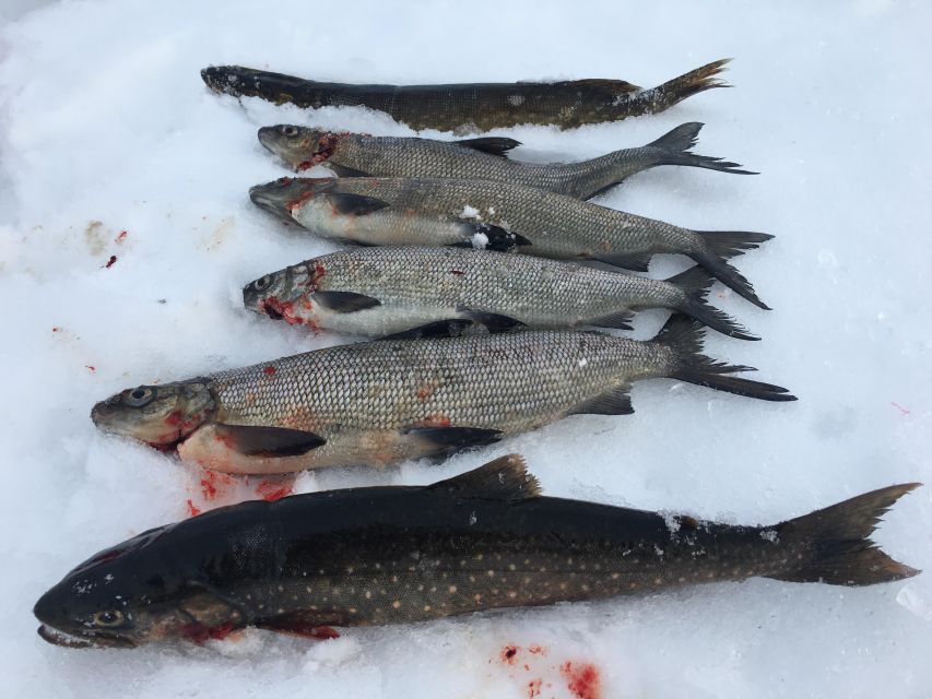 Icefishing and tasting in Lake Inari - What the $129 price really covers