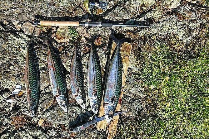 Inshore fishing in the Drangefjord - Sea trout, mackerel, and the catch you may find
