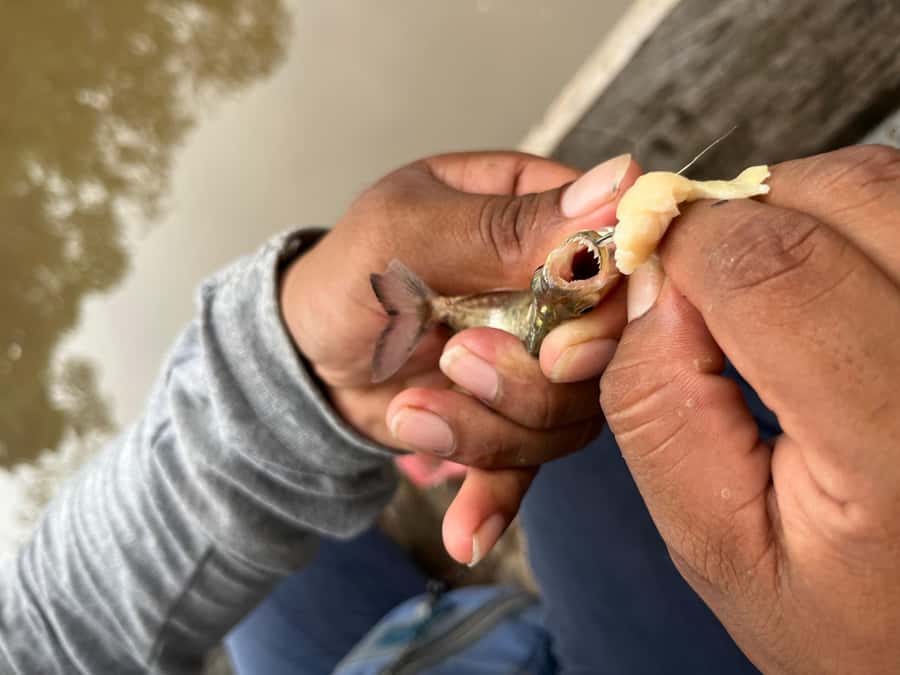 Iquitos: Piranha Fishing Experience in the Amazon jungle - What the guides add to the experience