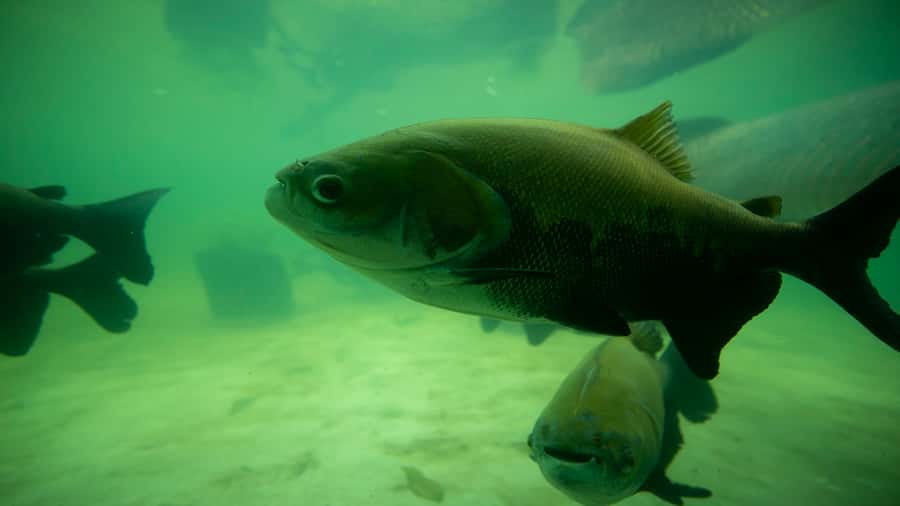 Iquitos: Piranha Fishing Experience in the Amazon jungle - Who should book this Amazon fishing trip?