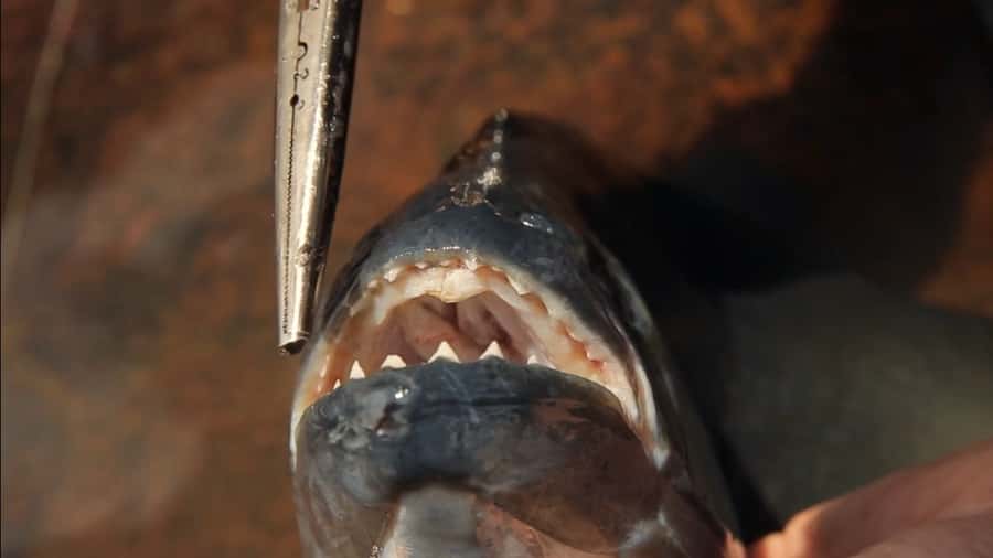 Iquitos: Piranha Fishing Experience in the Amazon jungle - The 15-minute boat ride into the river world