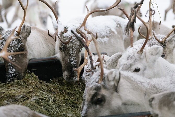 Ivalo: Reindeer herd and fishing experience - Key points at a glance