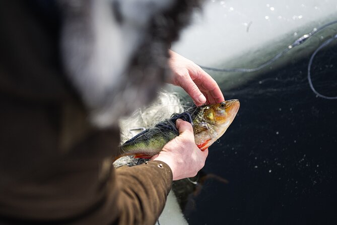 Ivalo: Reindeer herd and fishing experience - Why this Ivalo outing feels different