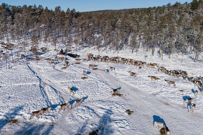 Ivalo: Reindeer herd and fishing experience - A fire, hot food, and local flavor