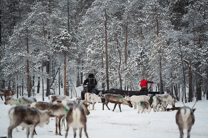 Ivalo: Reindeer herd and fishing experience - Starting early from Ivalo at 8:00 a.m.