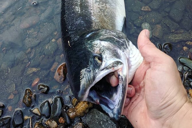Juneau Shore Fishing Shuttle and Gear - Key points at a glance