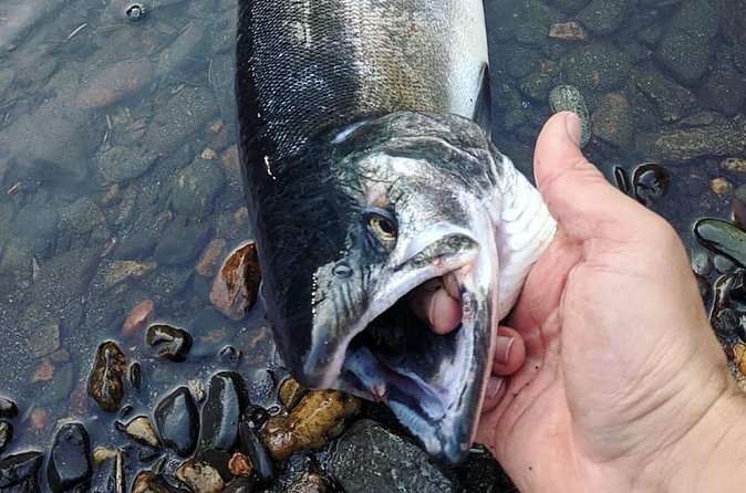 Juneau Shore Fishing Shuttle and Gear - The real fishing time: salmon, Dolly Varden, and luck