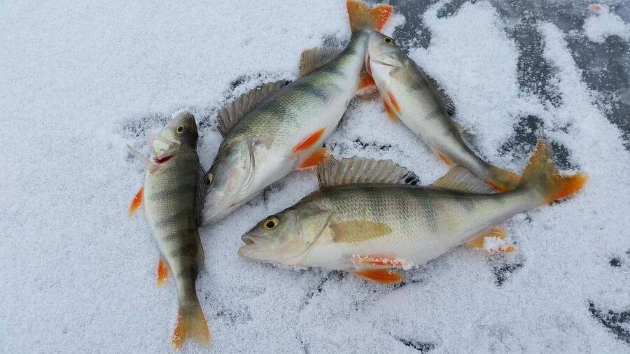 Kemijärvi: Insider Ice Fishing Experience - Getting ready for the frozen lake