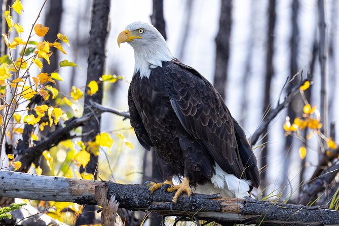 Kenai River Guided Fishing Charters in Alaska - A good fit for first-time anglers and families