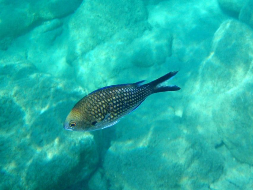 Kos: Kefalos Bay Boat Cruise with Fishing, Swimming, & Meal - Reaching the Secluded Beach