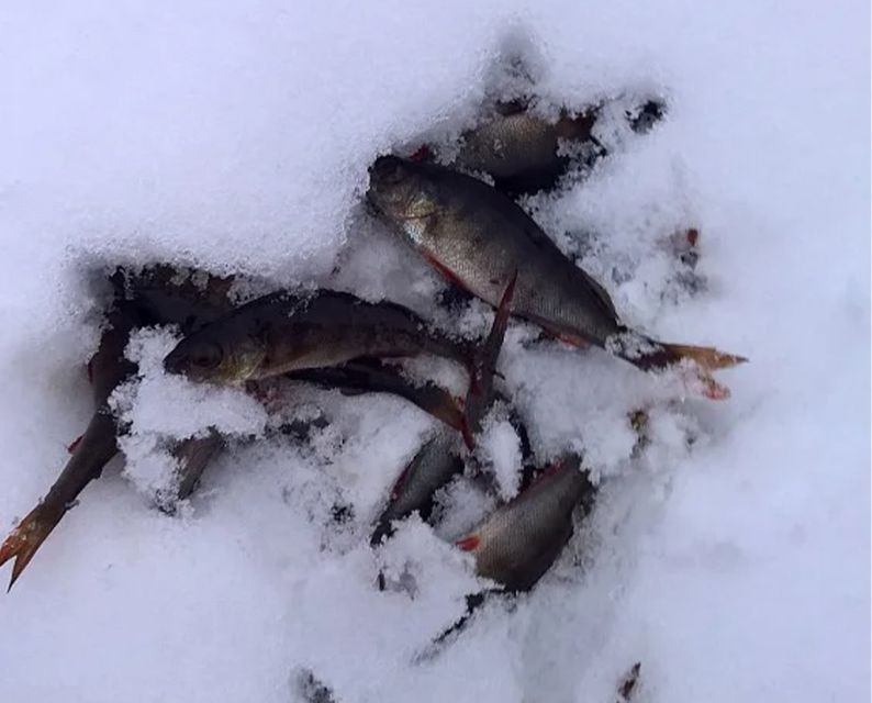 Lapland: Ice Fishing, Floating & BBQ Snow Adventure - The salmon BBQ is the warm heart of the day