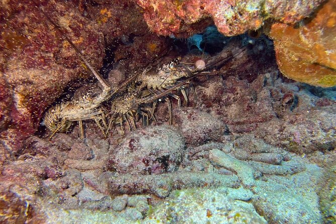 Let it Ride Charters-Private Fishing / Snorkel Combo Key Largo FL - Captain Steve’s role matters for first-time fishers