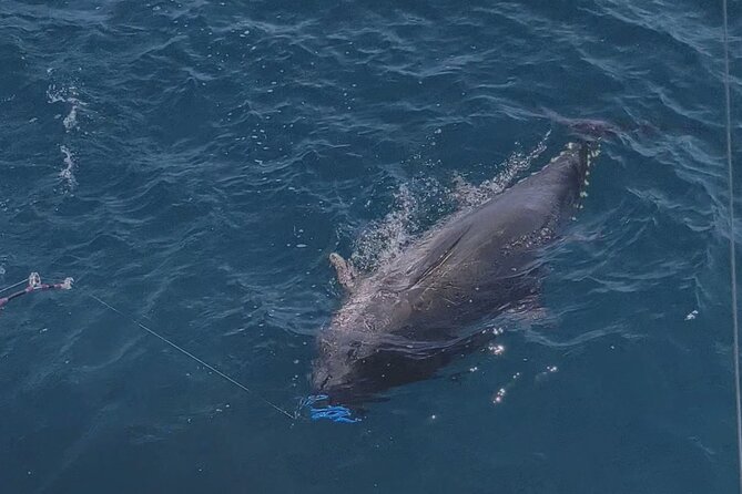 Macaronesia Charter Fishing in Lanzarote (Canary Islands) - Is $1,441.83 good value?