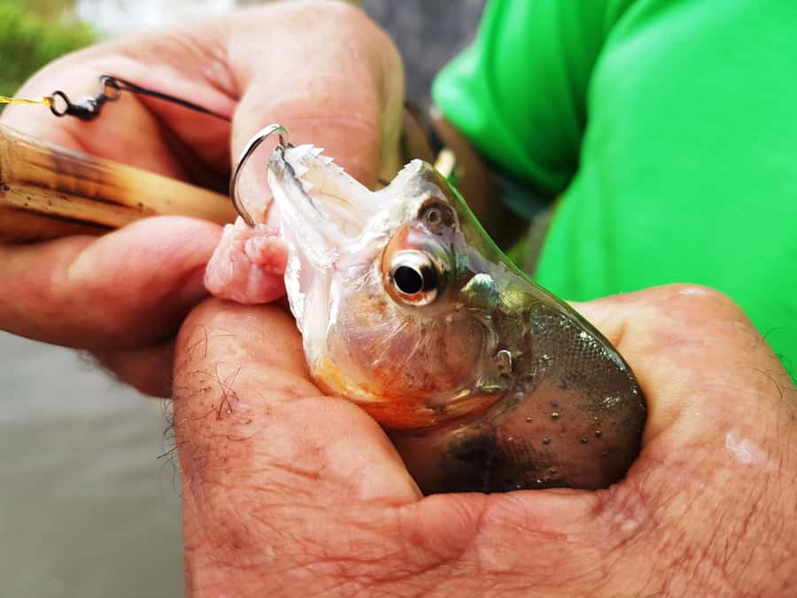 Manaus: Piranha Fishing and Alligator Watch Evening Tour - Key points to know before booking