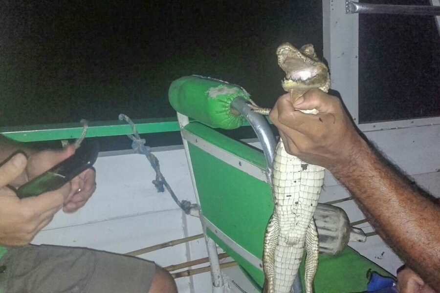 Manaus: Piranha Fishing and Alligator Watch Evening Tour - How the guide affects the whole outing