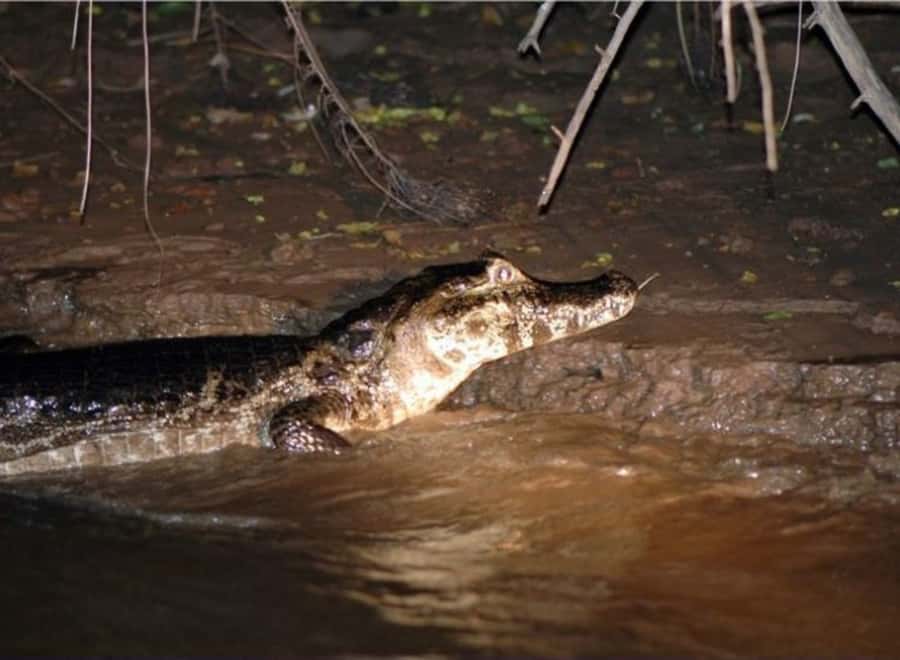 Manaus: Piranha Fishing and Alligator Watch Evening Tour - Why Iranduba changes the fishing experience