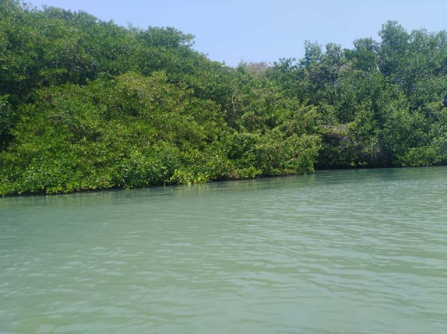 Mangroves, cultural fishing, black heritage town and lunch - Trying traditional fishing with a local fisher