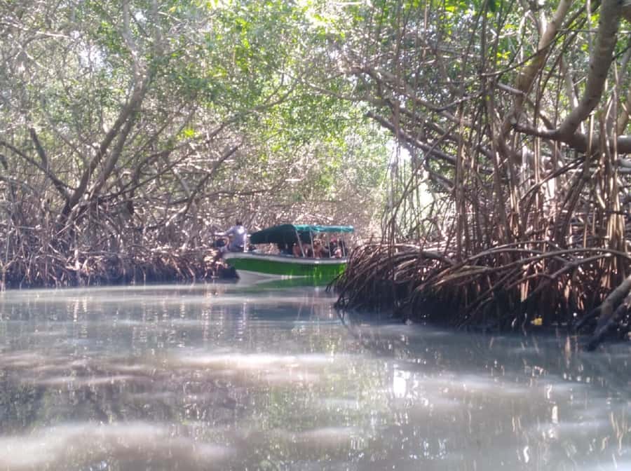 Mangroves, cultural fishing, black heritage town and lunch - A short beach walk before Cartagena