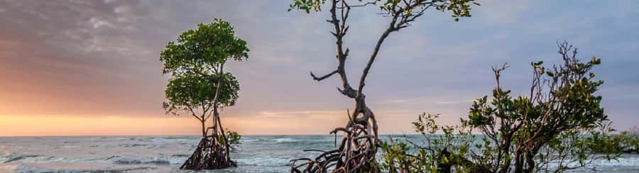 Mangroves, cultural fishing, black heritage town and lunch - The $49 value and the three-hour limit