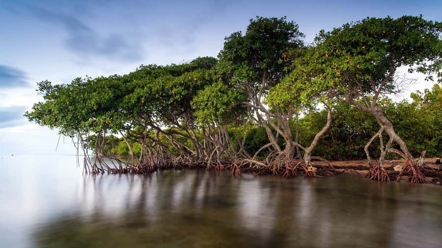 Mangroves, cultural fishing, black heritage town and lunch - Guides, language, and group style