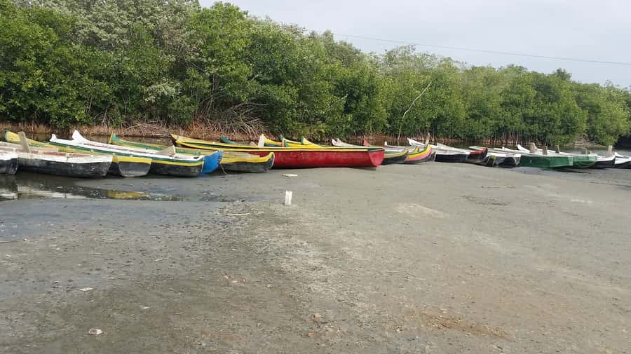 Mangroves, cultural fishing, black heritage town and lunch - What to bring and how to prepare
