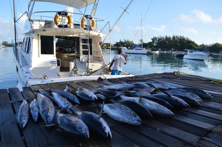 Mauritius: Big Game Fishing Trip from Grand Baie - Key points before you book