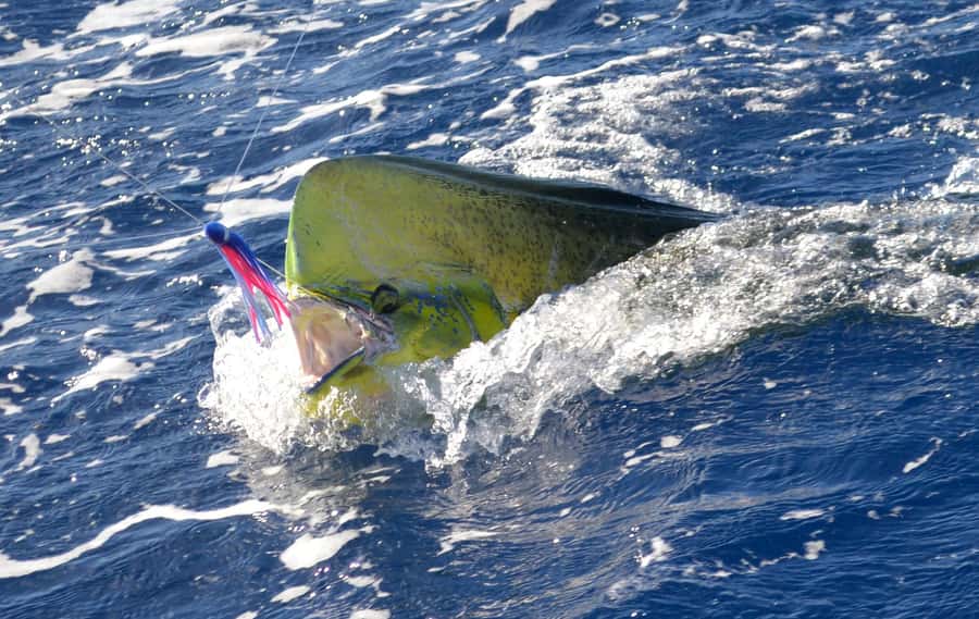 Mauritius: Big Game Fishing Trip from Grand Baie - The run toward deeper water