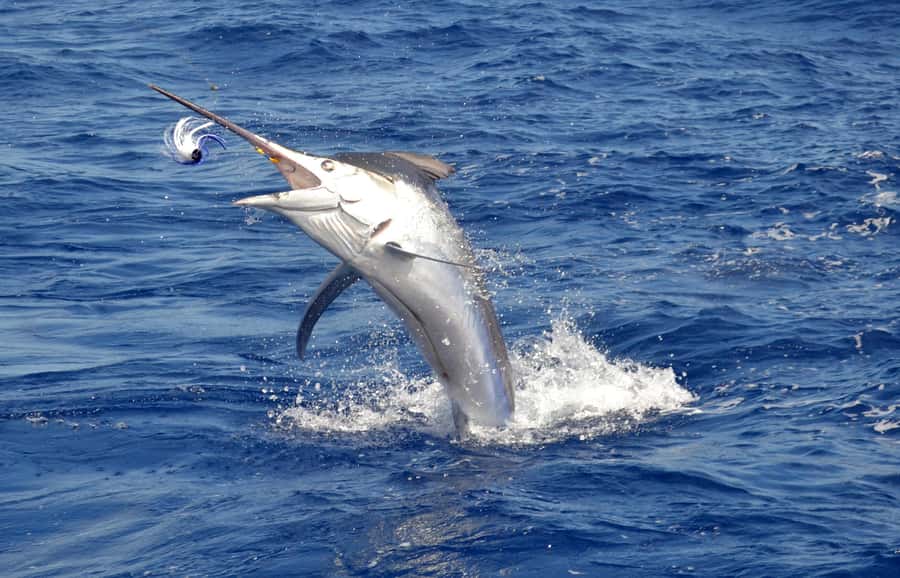 Mauritius: Big Game Fishing Trip from Grand Baie - Practical advice for a smoother day