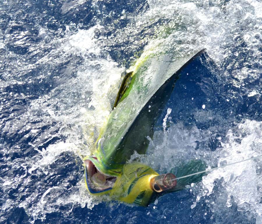 Mauritius: Big Game Fishing Trip from Grand Baie - Why the tackle matters on a big fish trip