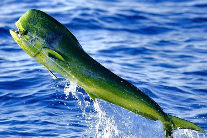 Miami Deep Sea Fishing Charters - What you fish for offshore