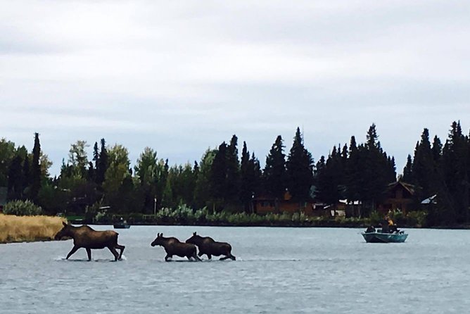 Middle Kenai River Full-Day Fishing Trip - Why the $335 price can be worthwhile
