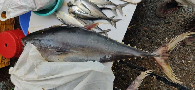 Mumbai Coastal Cooking: From Fishing Net to Flavourful Plate - What the Personal Contact Adds