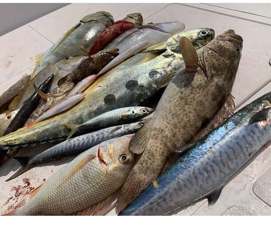 Muscat: Fishing Trip with Equipments - Four hours aboard the semi-shaded speedboat