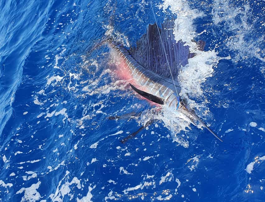 Nassau: Sport-fishing private charter . - Key points to know before you book