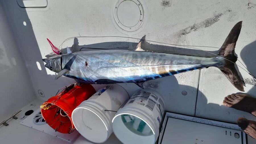 Nassau: Sport-fishing private charter . - What you can catch, and what you can keep