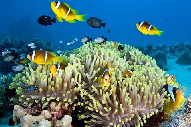 Nha Trang Bay Day Tour: Snorkeling, Fishing, BBQ Lunch & Relaxing - Key points to know before booking