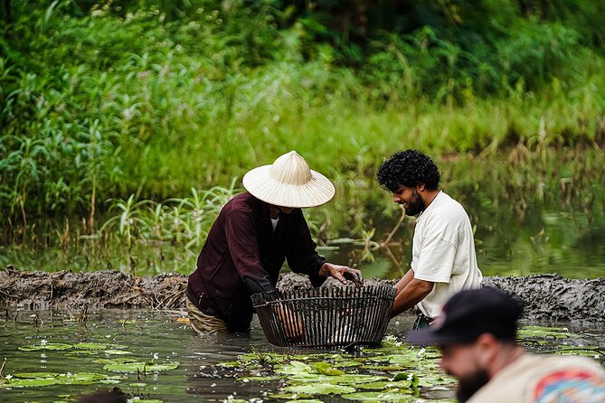 Ninh Binh eco group tour - Buffalo riding, rice planting, fishing - Rice planting in the fields