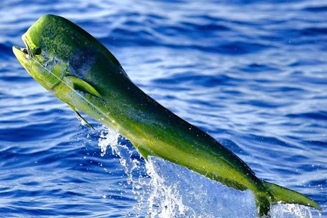 Orlando Deep Sea Fishing Charter - What happens on the route out