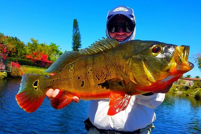 Peacock Bass Fishing Trips Near Miami Florida - Why Miami peacock bass fishing feels different