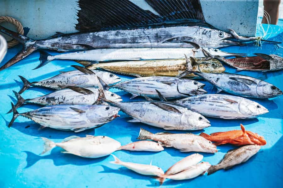 Phuket: Game Fishing and Trolling Boat Trip with Lunch - What to bring and what to leave behind