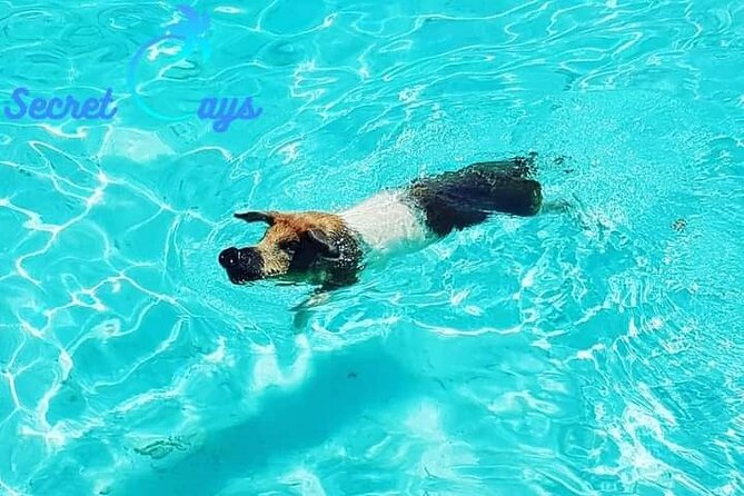 Private Charter for snorkeling, swimming pigs, turtles & fishing.... - Turtle swimming and white sand beaches