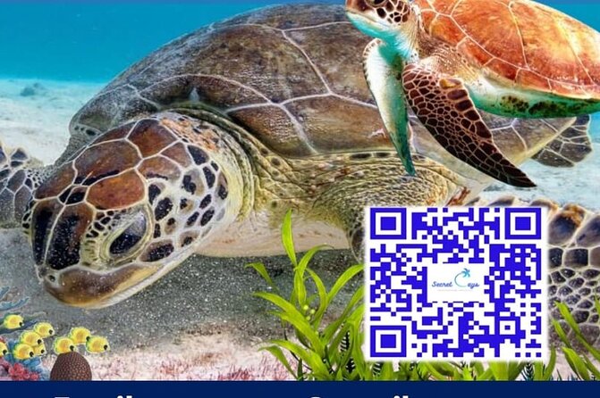Private Charter for snorkeling, swimming pigs, turtles & fishing.... - How the half-day itinerary can work