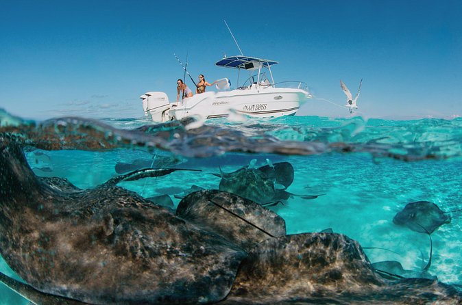 Private Charter Reef fishing, Stingray City, Snorkel, Mangroves - Mangroves and the quieter side of Cayman