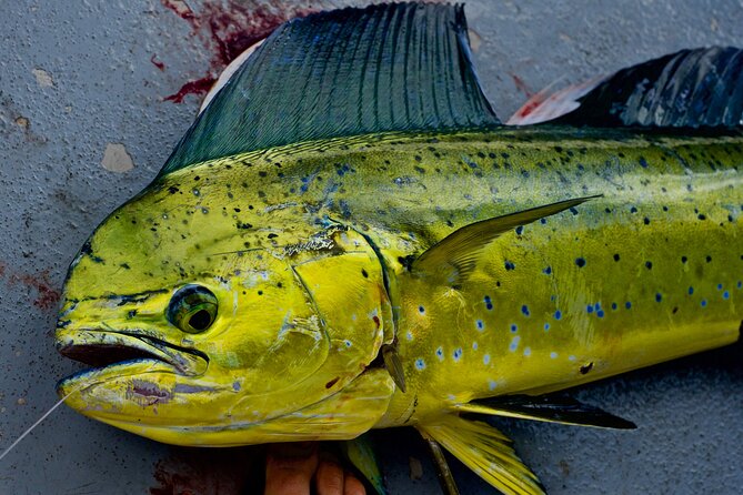 Private Deep Water Fishing in Kauai - What private fishing for six really means