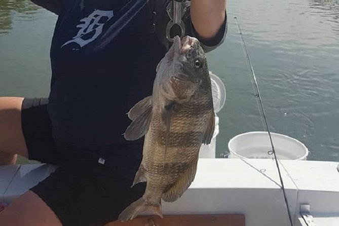 Private Fishing Boat Charters in Naples Bay and the Gulf - Dolphins can change the mood of the trip