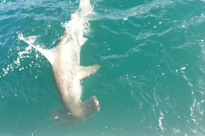 Private Fishing Charter Florida Keys - Yellowtail, barracuda, and lemon shark possibilities