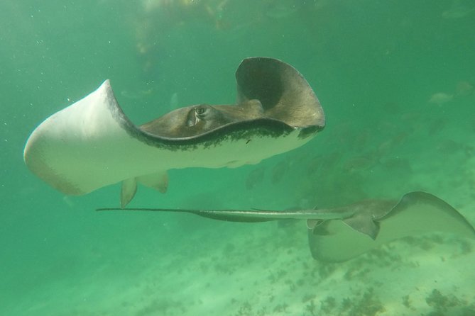 Private Fishing Tour in Yacht Playa del Carmen - Snorkeling gives non-anglers something to do