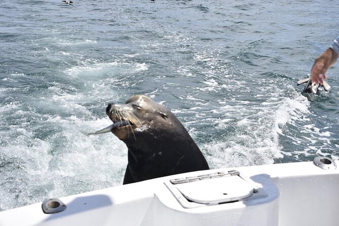 Private Half-day Deep Sea Fishing Charter in Cabo San Lucas - Cooking your catch afterward