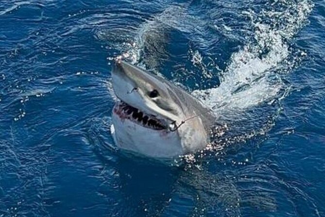 Private Half Day Deep Sea Sportfishing Charter in Fort Lauderdale - How the fishing plan changes with conditions