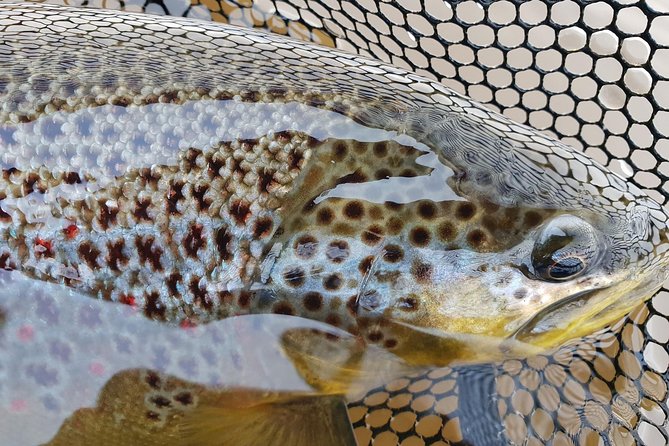 Private Lake and River Fishing Tour from Reykjavik - Five hours beside a Golden Circle river